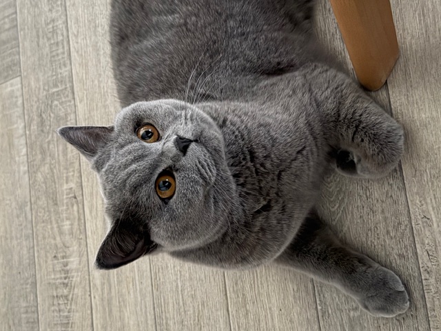 Nanni 2