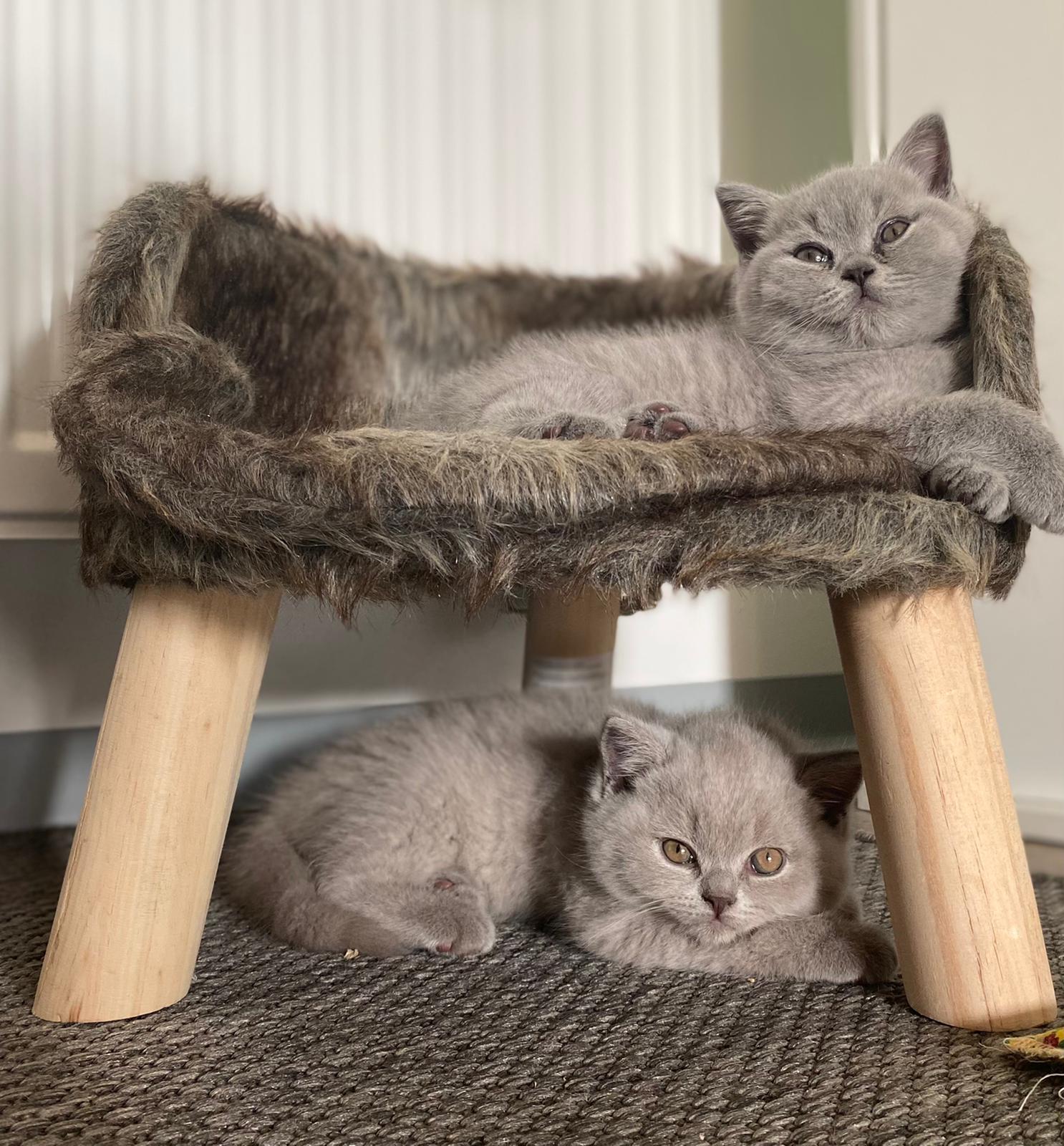 Zwei Kitten suchen noch ein Zuhause 1