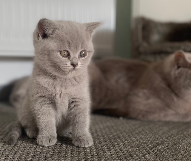 Zwei Kitten suchen noch ein Zuhause 3