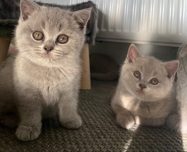 Zwei Kitten suchen noch ein Zuhause 5